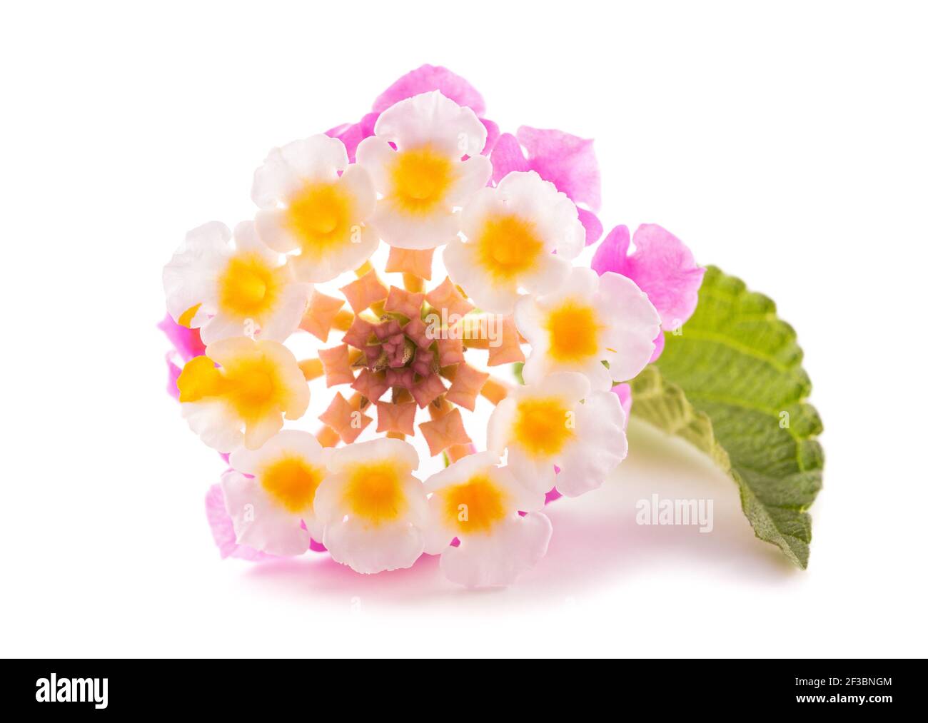 Lantana camara fiore isolato su sfondo bianco Foto Stock