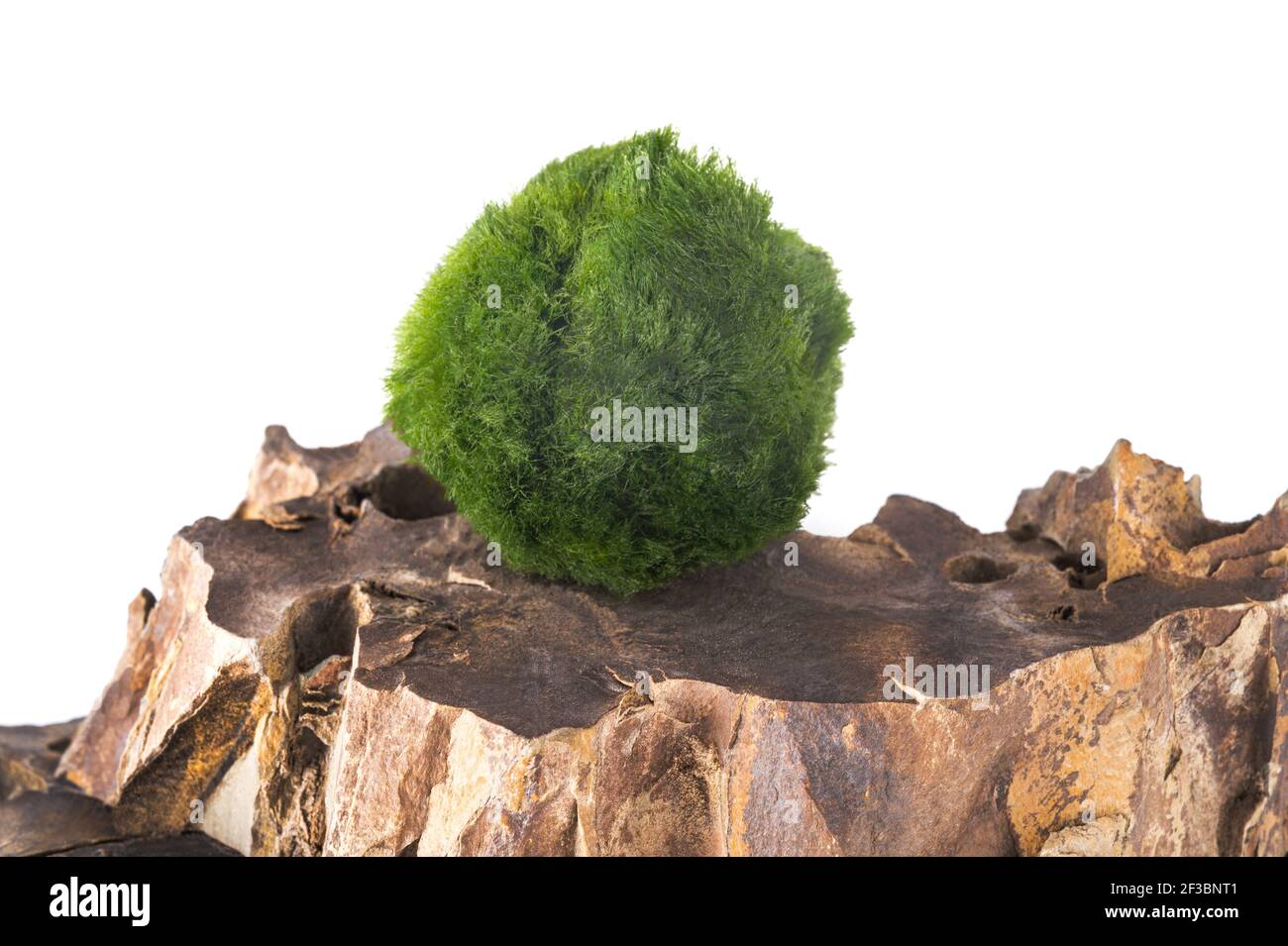 Palline di muschio su una roccia isolata su sfondo bianco Foto Stock