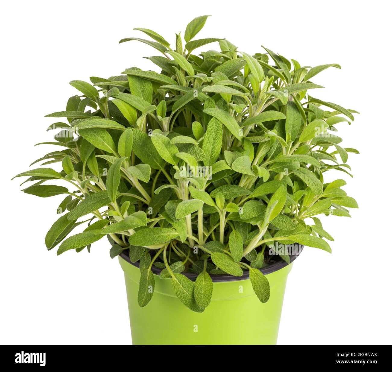 Salvia piante in vaso isolato su bianco Foto Stock