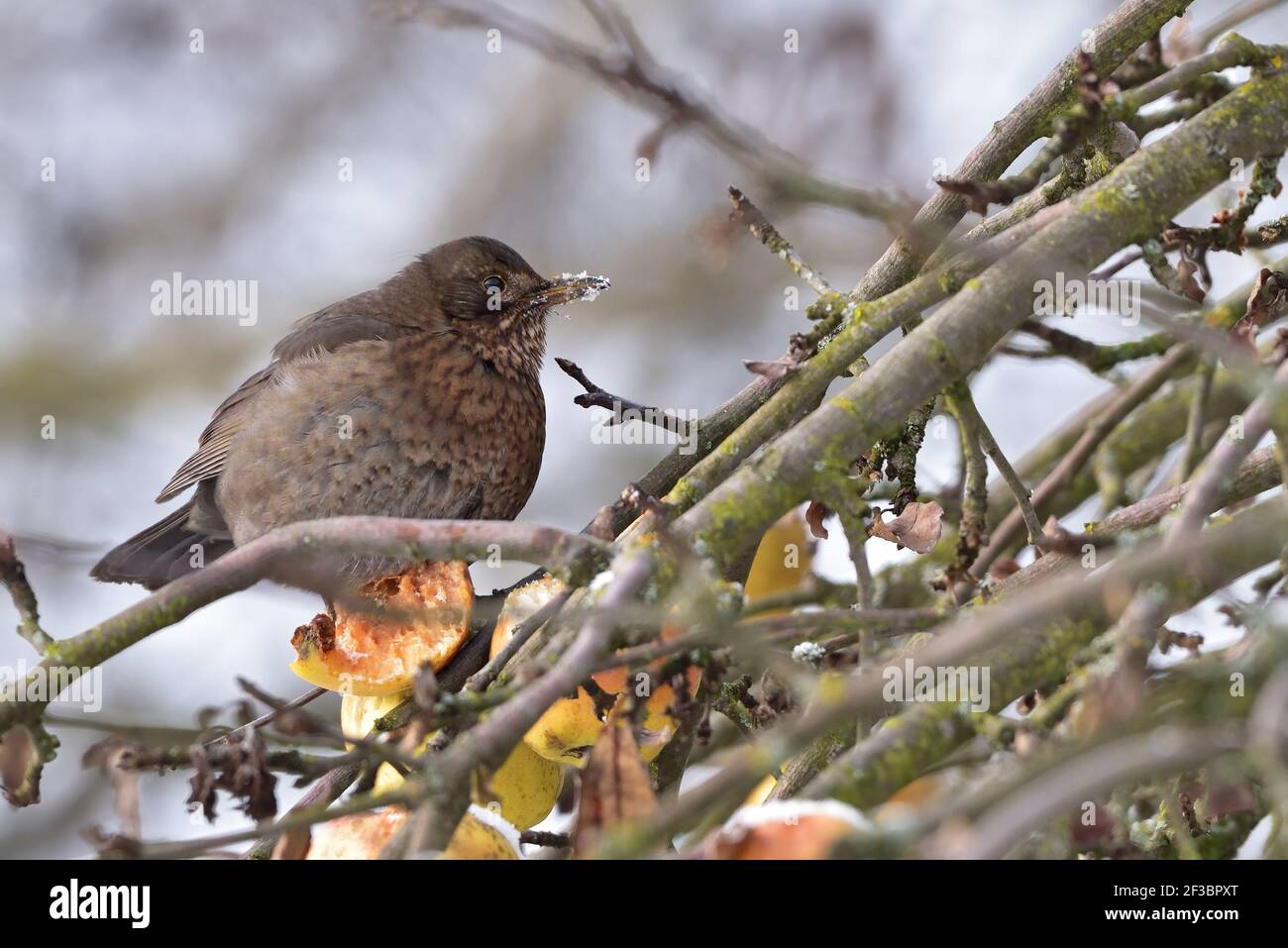 Piccolo uccello in inverno Foto Stock