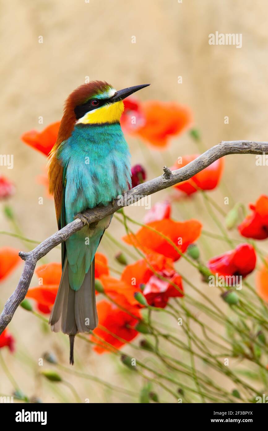 L'ape-mangiatore europeo seduto sul ramoscello con fiori rossi sullo sfondo Foto Stock