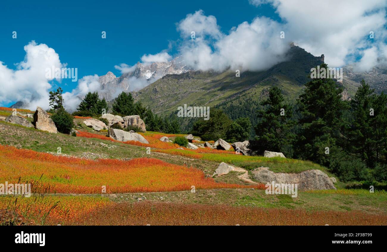 Raccolto di Ogla rosso, utilizzato per la preparazione del pane, coltivato lungo le pendici dei monti Himalaya in estate, Rackham, Himac Foto Stock