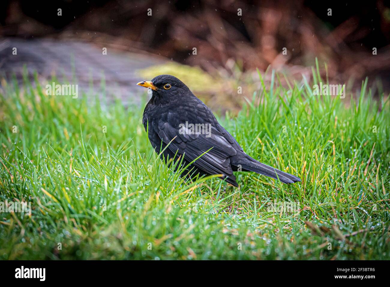 I Blackbirds maschi sulla terra sotto la pioggia. Foto Stock