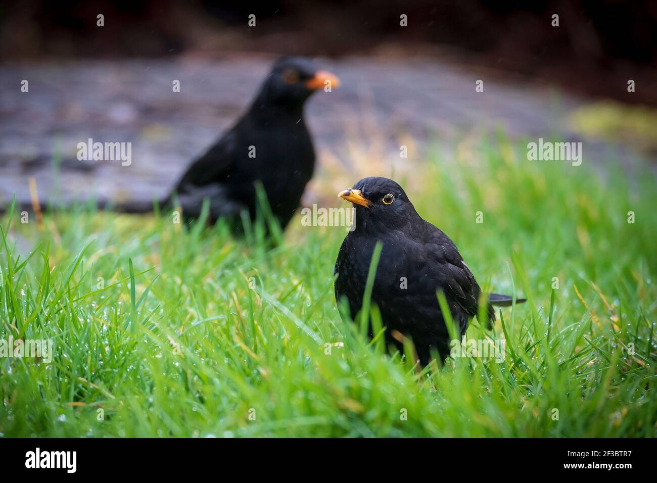 I Blackbirds maschi sulla terra sotto la pioggia. Foto Stock