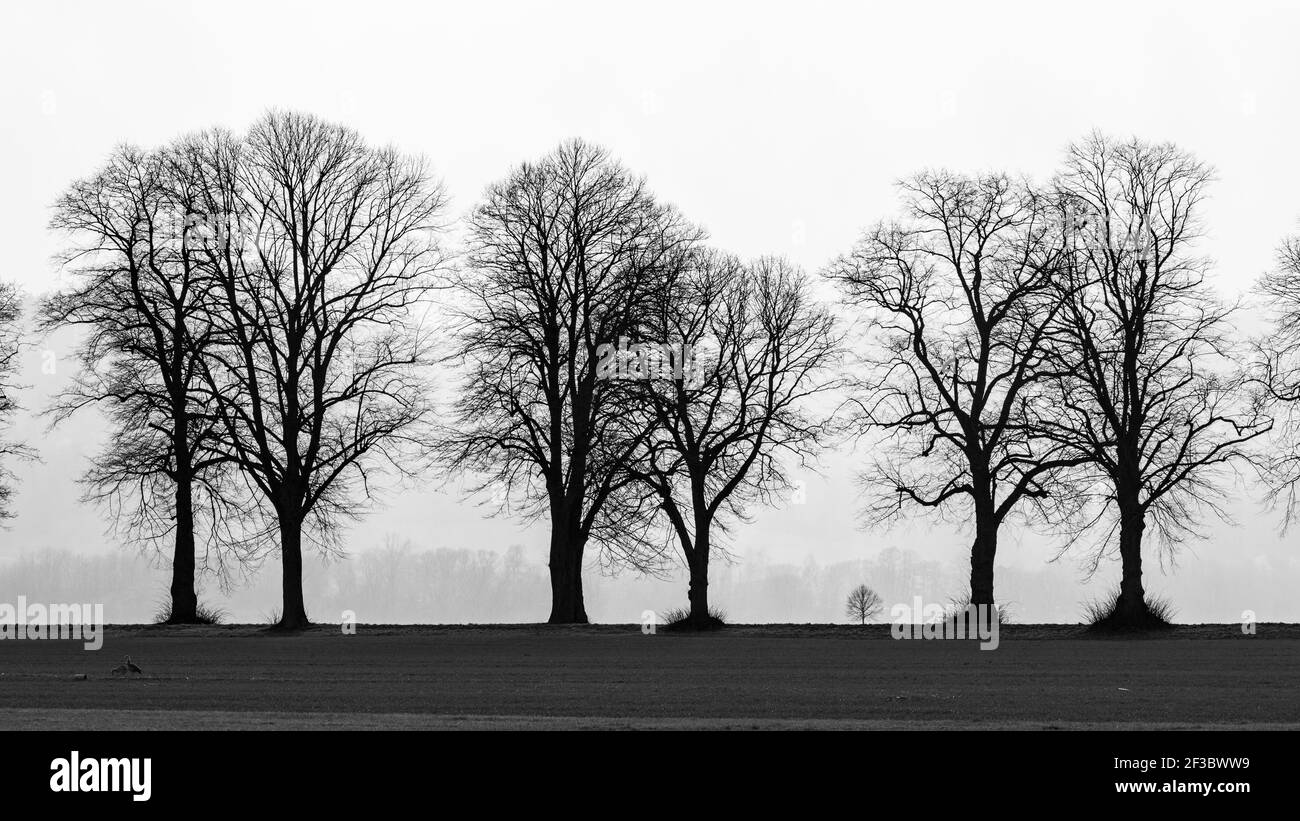 Il vicolo degli alberi a Herleshausen in Germania Foto Stock