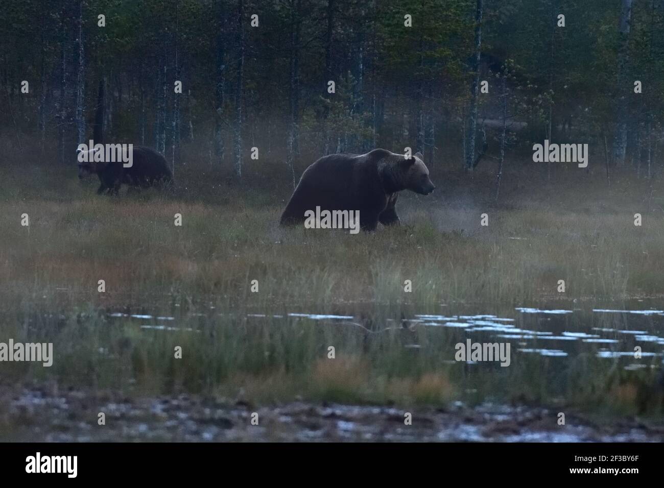 Foto della vita di animali selvatici del grande orso bruno (Ursus arctos) nel suo ambiente naturale nel nord della Finlandia - Scandinavia nella foresta d'autunno, Foto Stock