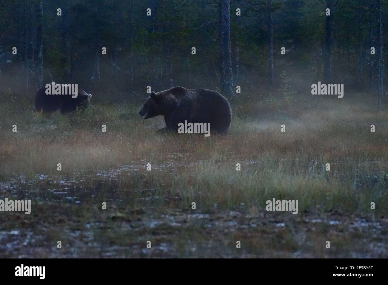 Foto della vita di animali selvatici del grande orso bruno (Ursus arctos) nel suo ambiente naturale nel nord della Finlandia - Scandinavia nella foresta d'autunno, Foto Stock