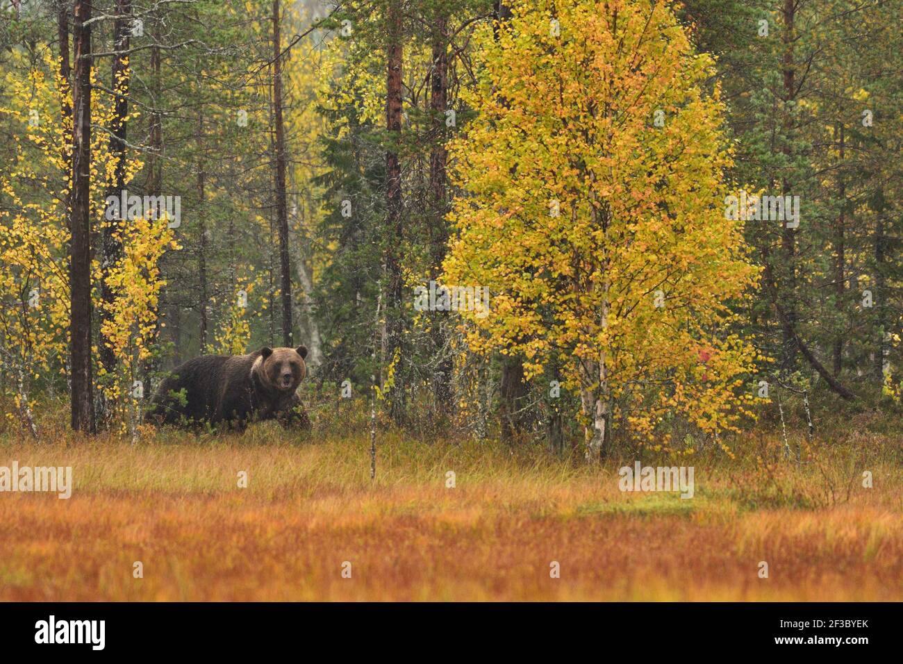 Foto della vita di animali selvatici del grande orso bruno (Ursus arctos) nel suo ambiente naturale nel nord della Finlandia - Scandinavia nella foresta d'autunno, Foto Stock