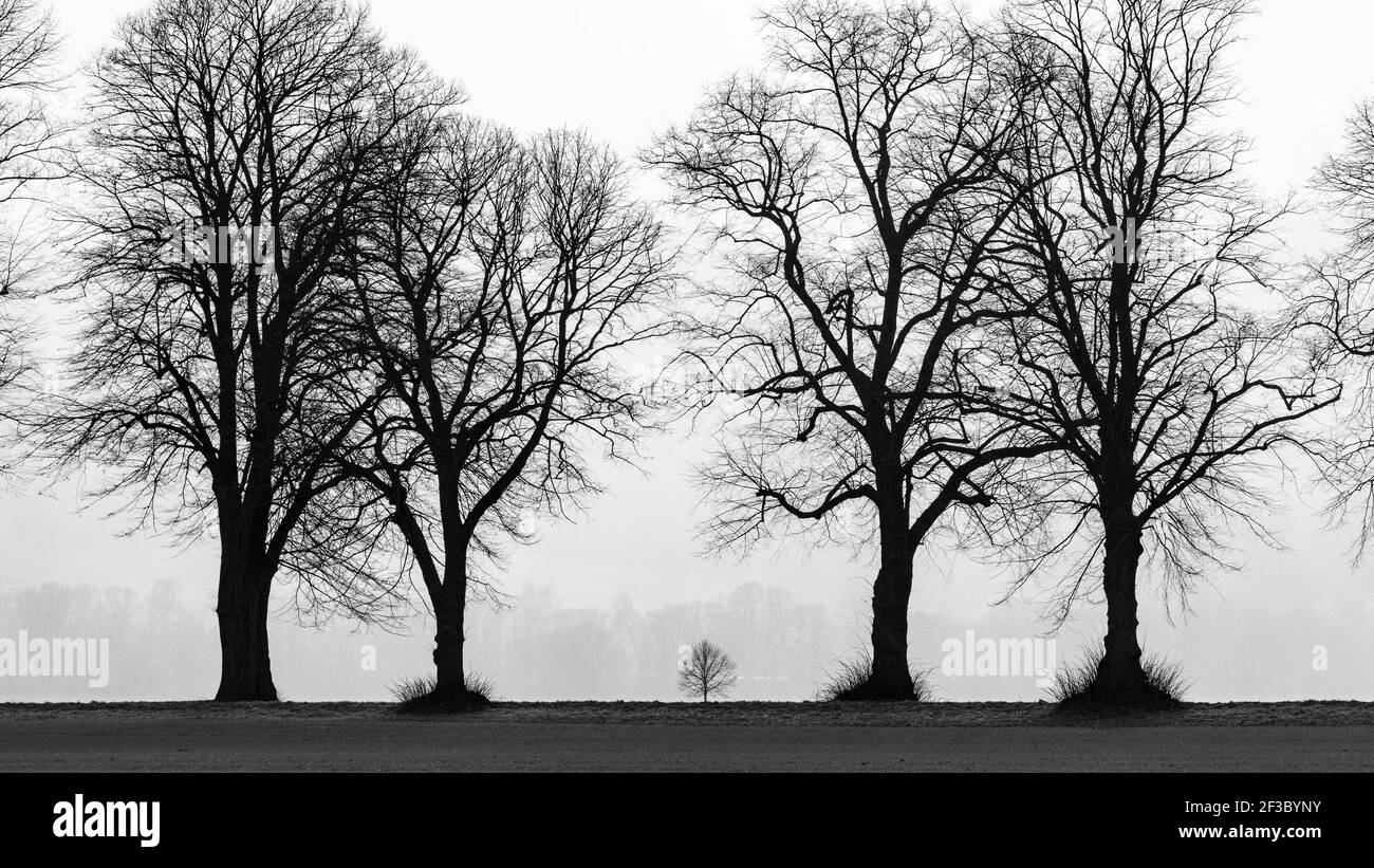 Il vicolo degli alberi a Herleshausen in Germania Foto Stock