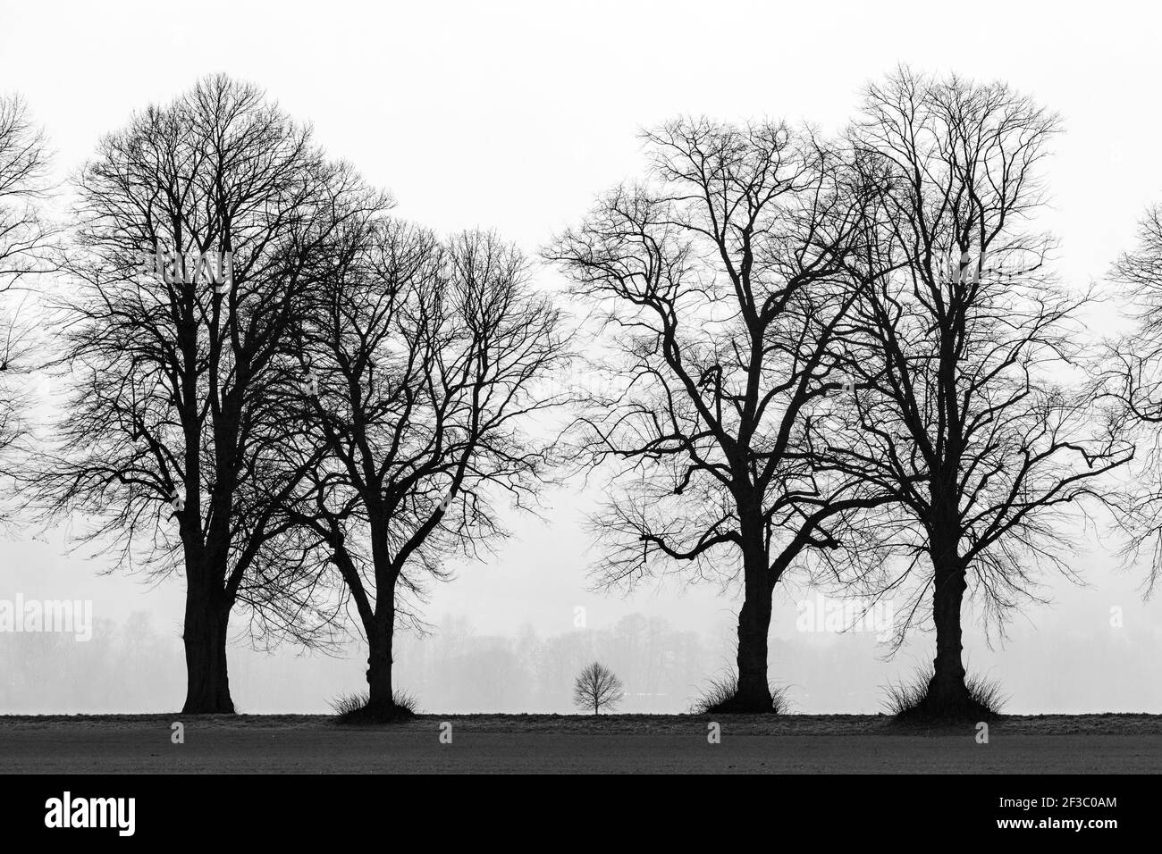 Il vicolo degli alberi a Herleshausen in Germania Foto Stock