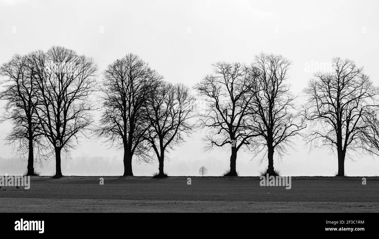 Il vicolo degli alberi a Herleshausen in Germania Foto Stock