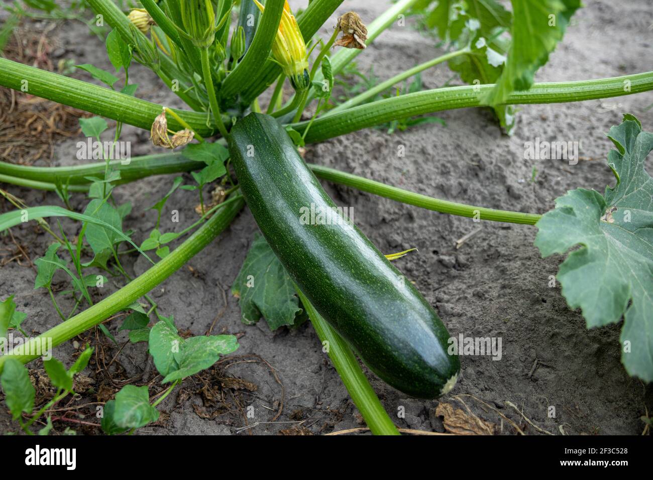 Zucchine. Fioritura locale e frutti maturi di zucchine in orto Foto Stock