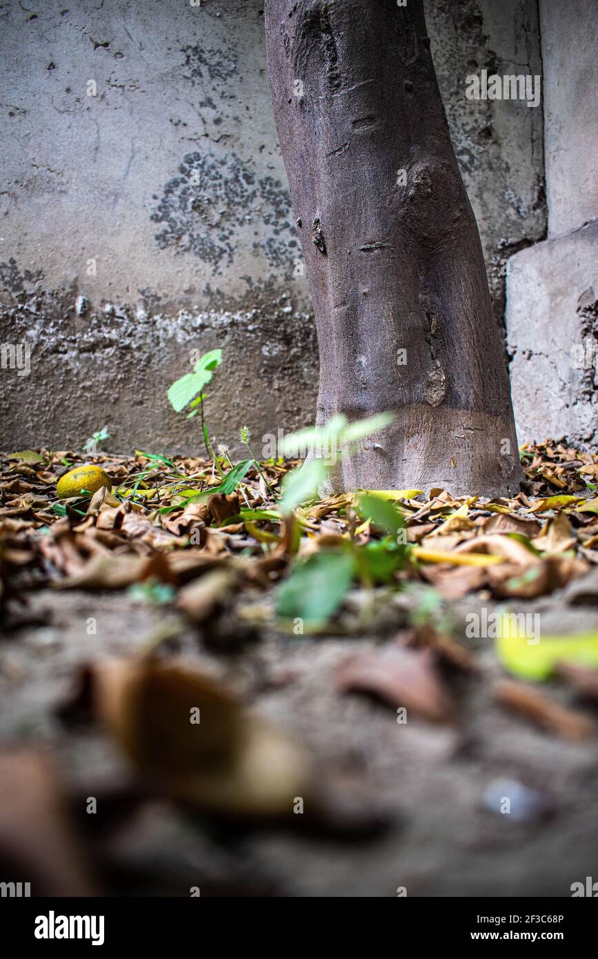 Bella immagine d'autunno contrasty di tronco d'albero di fronte a muro arido con foglie secche e erba verde sul terreno. Foto Stock