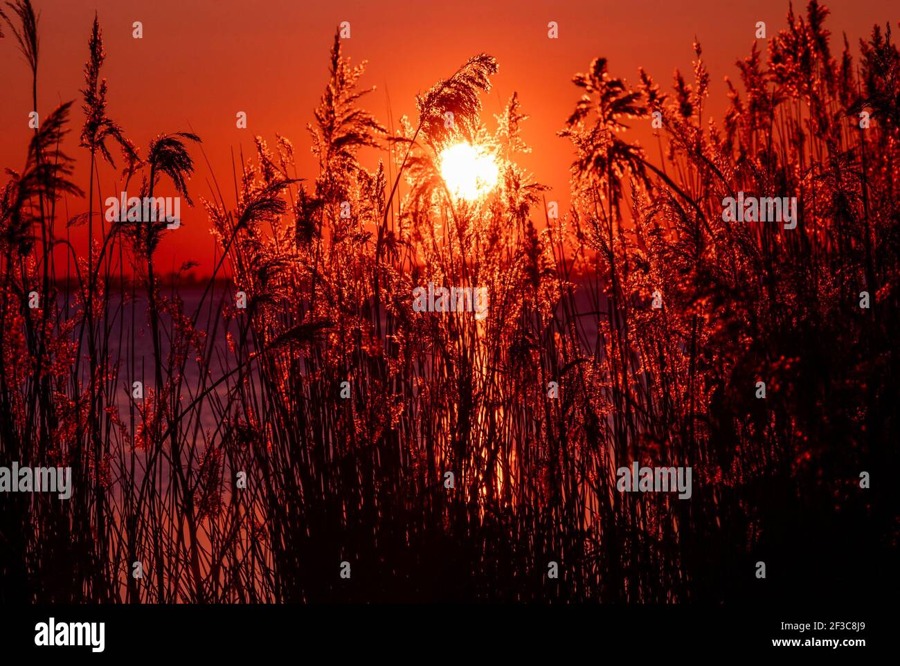 09 marzo 2021, Meclemburgo-Pomerania occidentale, Schaprode: Il sole tramonta dietro una cintura di canne accanto al terminal dei traghetti. Foto: Jens Büttner/dpa-Zentralbild/ZB Foto Stock