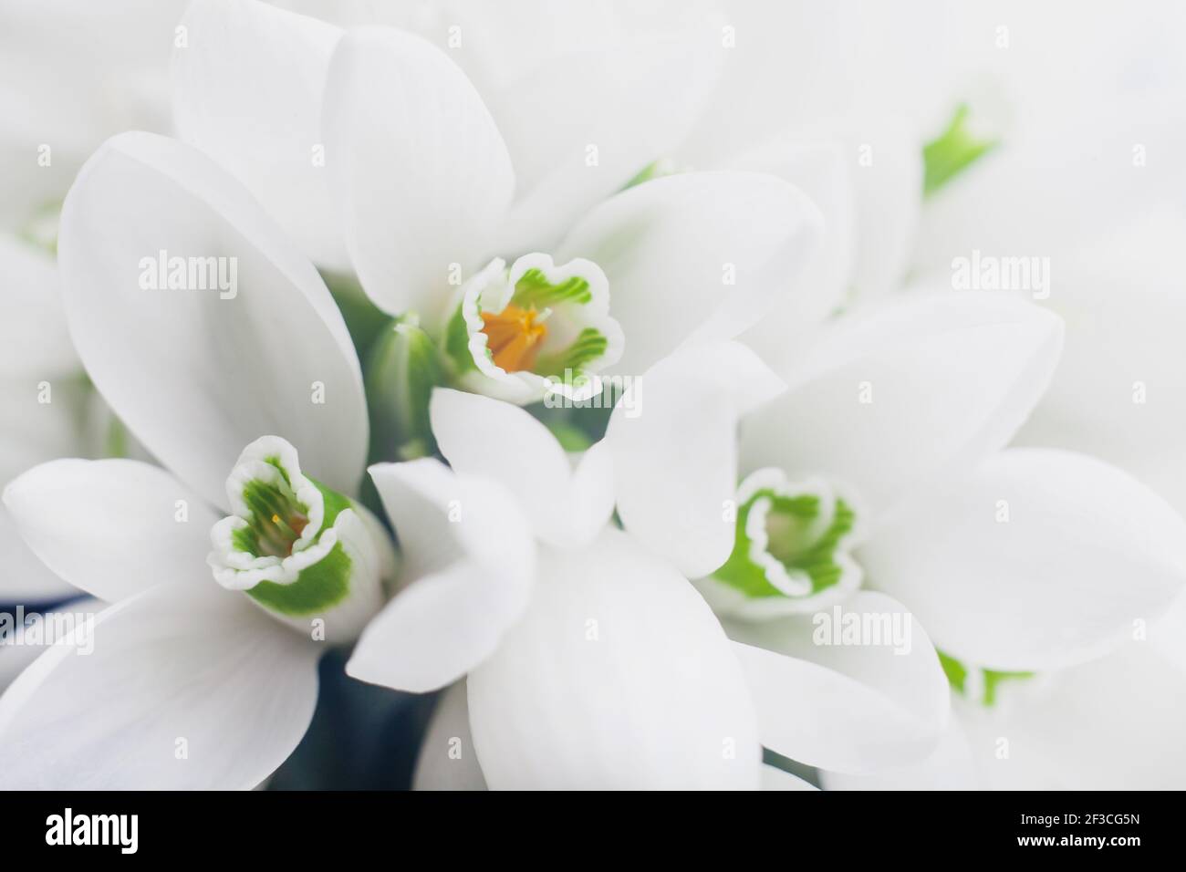 Sfondo di bianche nevicate Galanthus nivalis primo piano macro shoot. Foto Stock