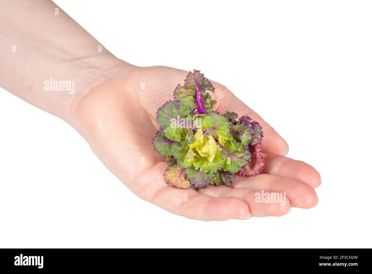 Fresco sano fior fiore isolato su sfondo bianco. Foto Stock