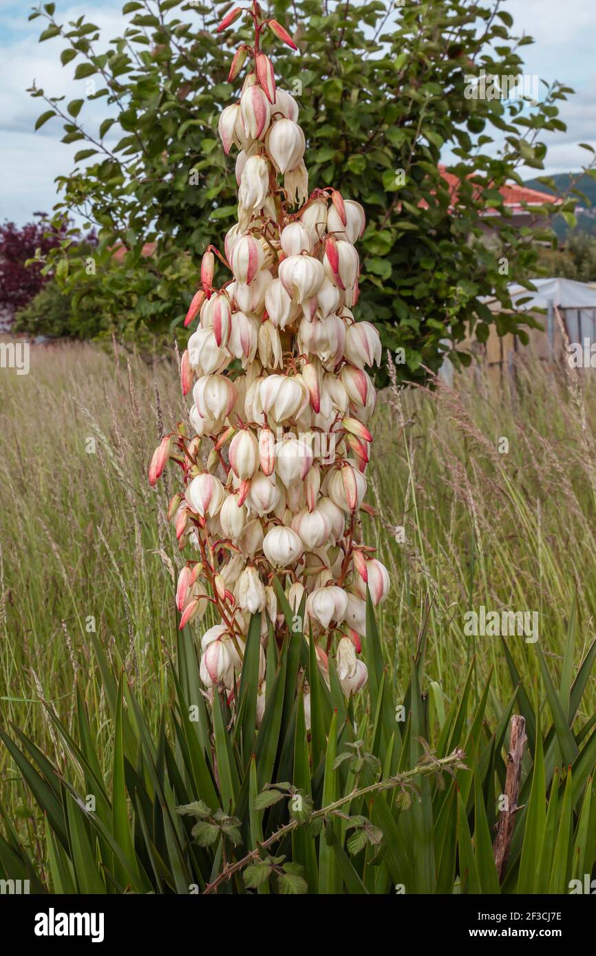 Yucca gloriosa Spanish Dagger fiori bianchi Foto Stock