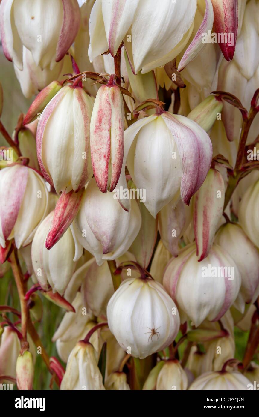 Yucca gloriosa Spanish Dagger fiori bianchi Foto Stock