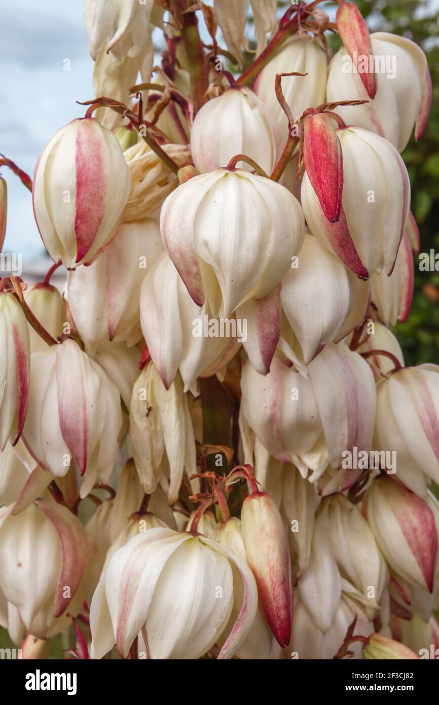 Yucca gloriosa Spanish Dagger fiori bianchi Foto Stock
