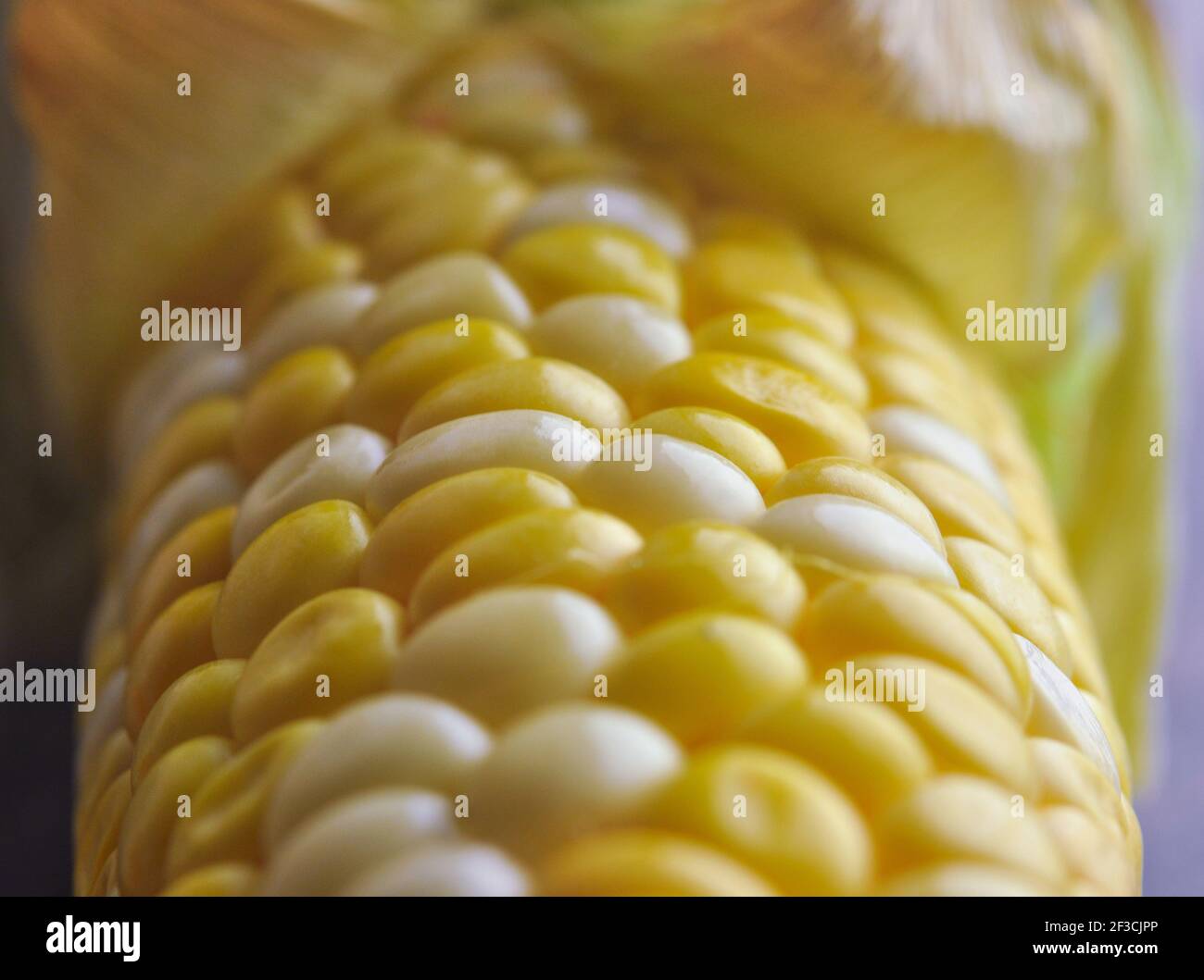 Granturco dolce. COB giallo come sfondo. Primo piano Macro ingrediente preparare per l'alimento organico. Foto Stock
