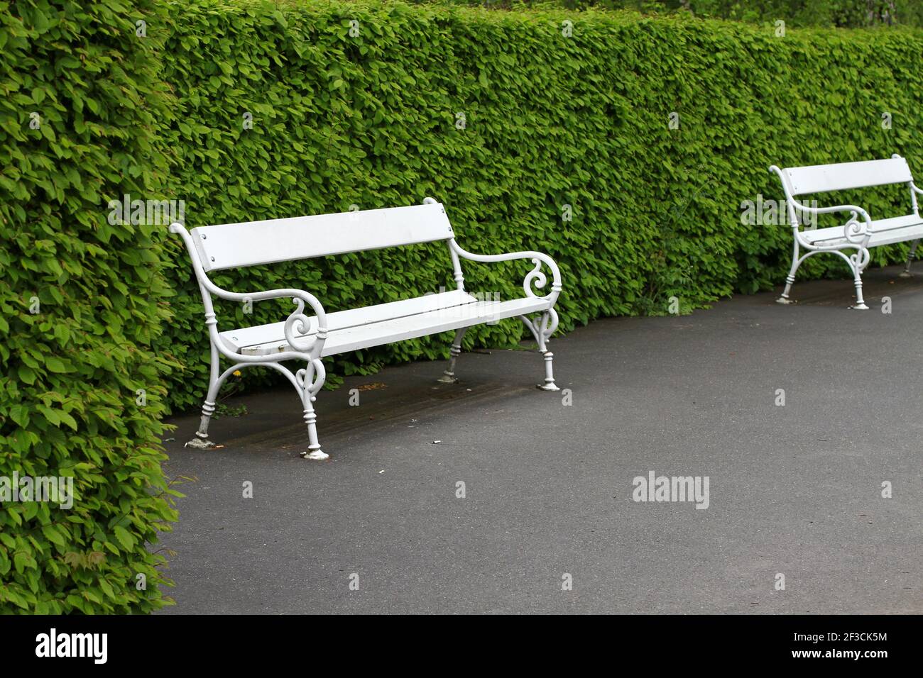 Panca di legno bianco in un parco verde vuoto. Parcheggia senza persone durante la chiusura. Foto Stock