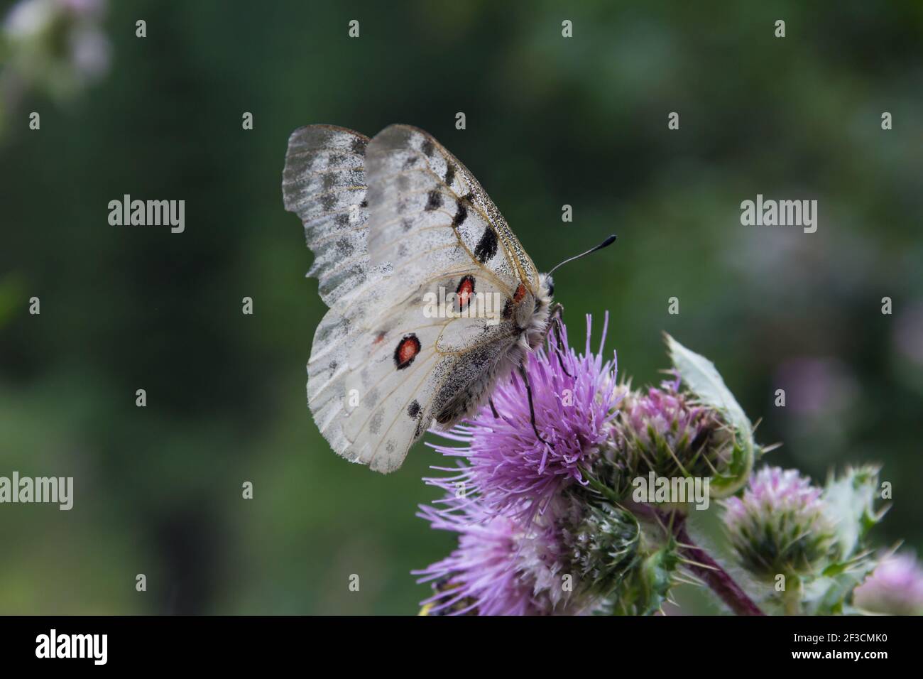 Farfalla Parnassius apollo seduta su un fiore di cardo Foto Stock