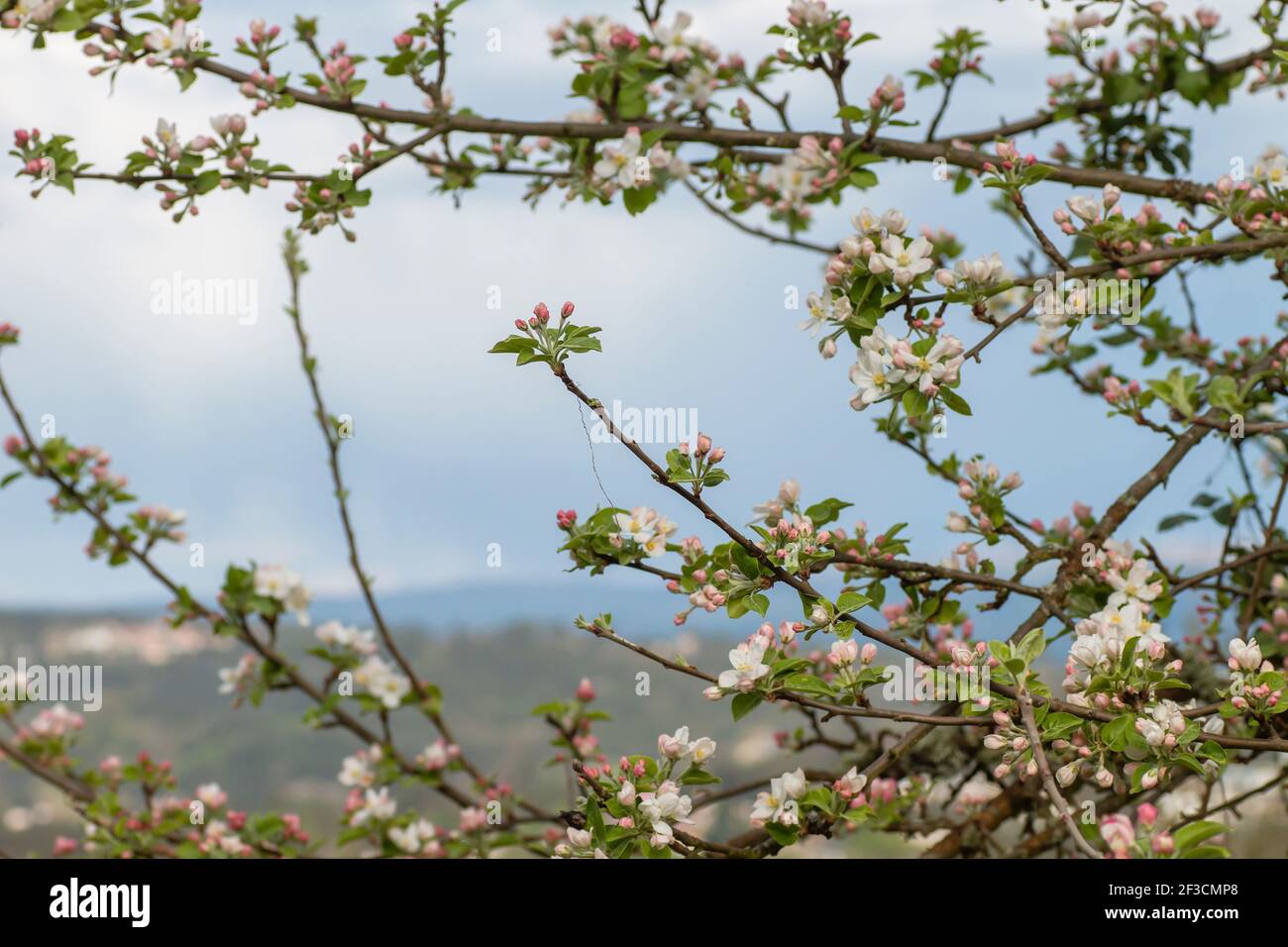 Fiori dell'albero di mela che fioriscono in primavera Foto Stock