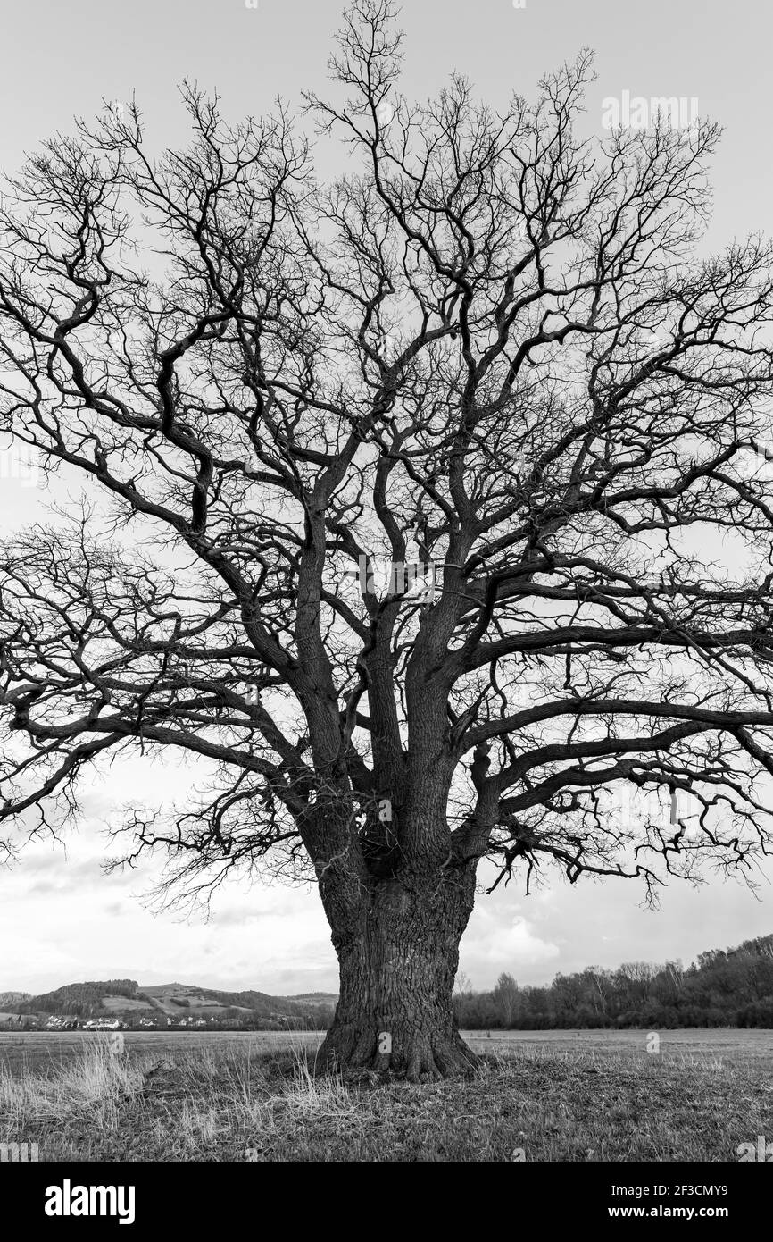Una grande quercia vecchia nella valle di Werra a Herleshausen in autunno Foto Stock