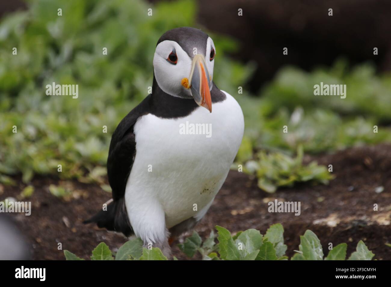 L'Atlantico puffins ad una colonia sulle isole Farne in Il Mare del Nord Foto Stock