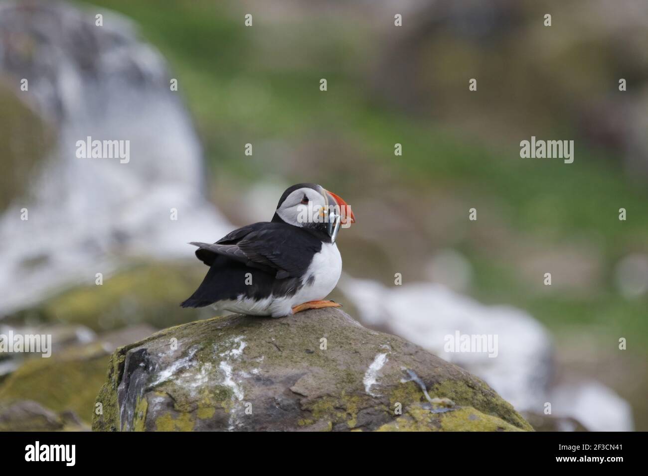 L'Atlantico puffins ad una colonia sulle isole Farne in Il Mare del Nord Foto Stock