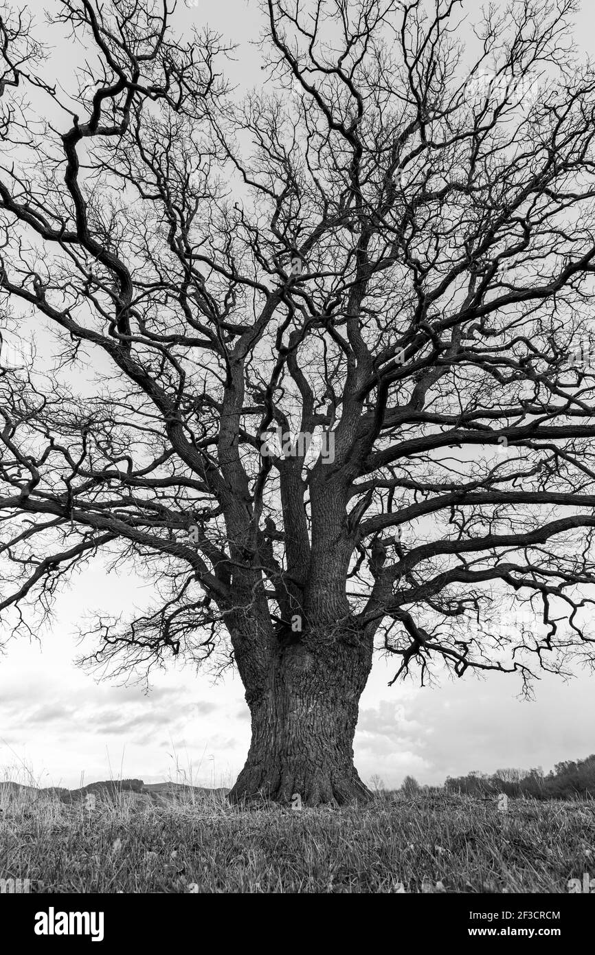 Una grande quercia vecchia nella valle di Werra a Herleshausen in autunno Foto Stock