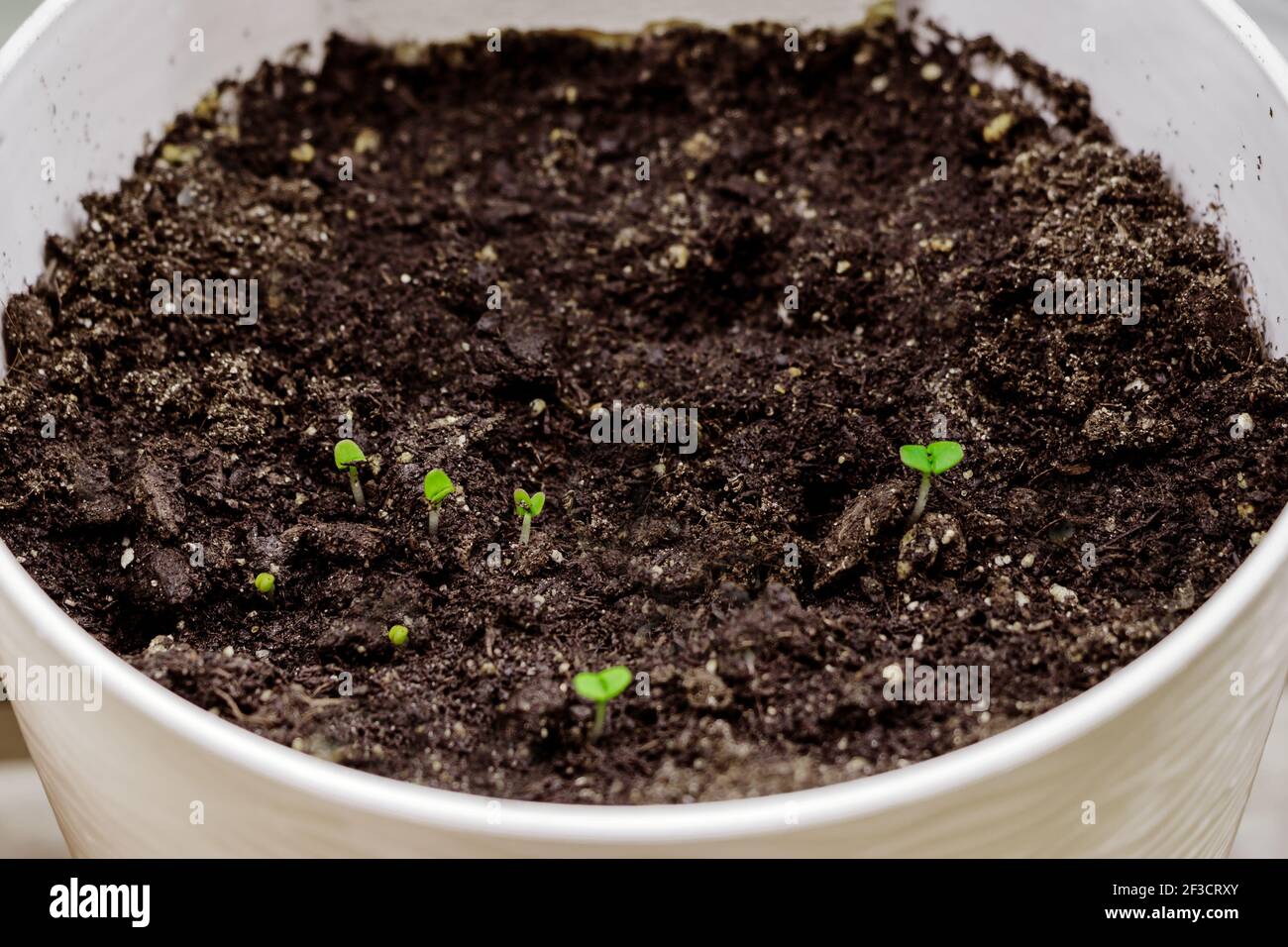 Germogli verdi giovani dai semi in pentola. Micrograni in crescita. Cucendo. Giardinaggio domestico e concetto di vita sostenibile. Foto Stock