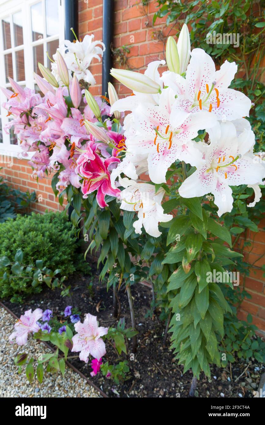 Gigli orientali, giglio di Muscadet in un confine fiorito, giardino inglese, Regno Unito Foto Stock