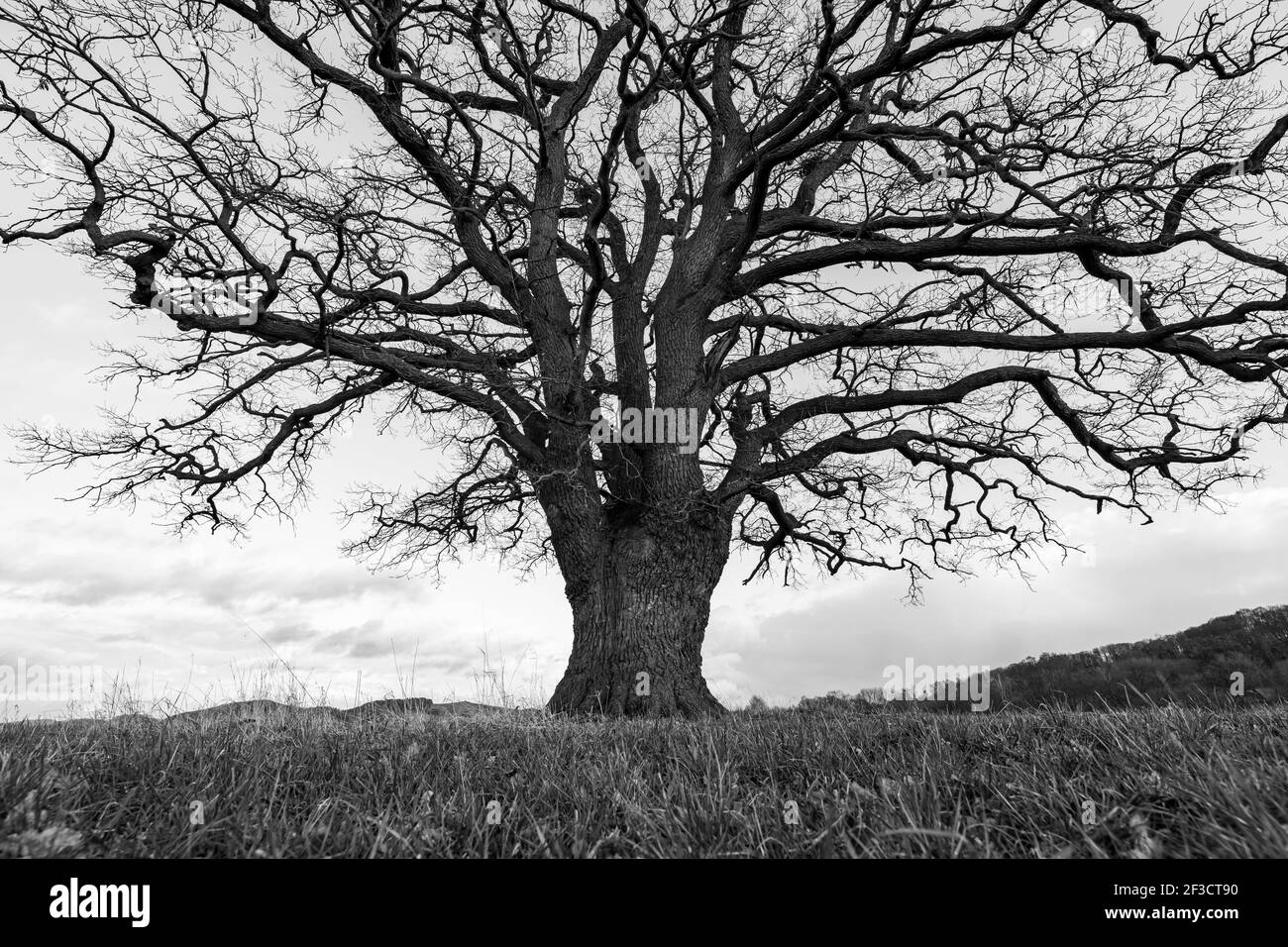 Una grande quercia vecchia nella valle di Werra a Herleshausen in autunno Foto Stock