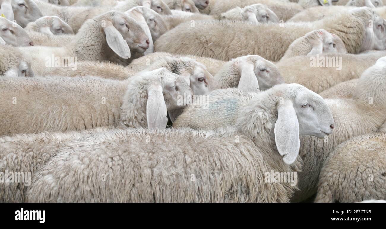 L'IMMUNITÀ del gregge contro malattie e virus rappresentava altrettanti pecora di pascolo Foto Stock