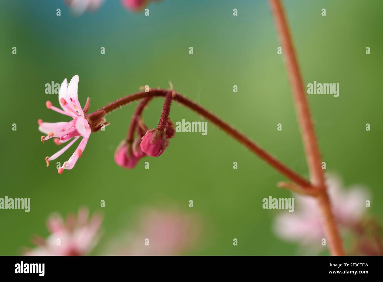 Saxifraga maggio Foto Stock