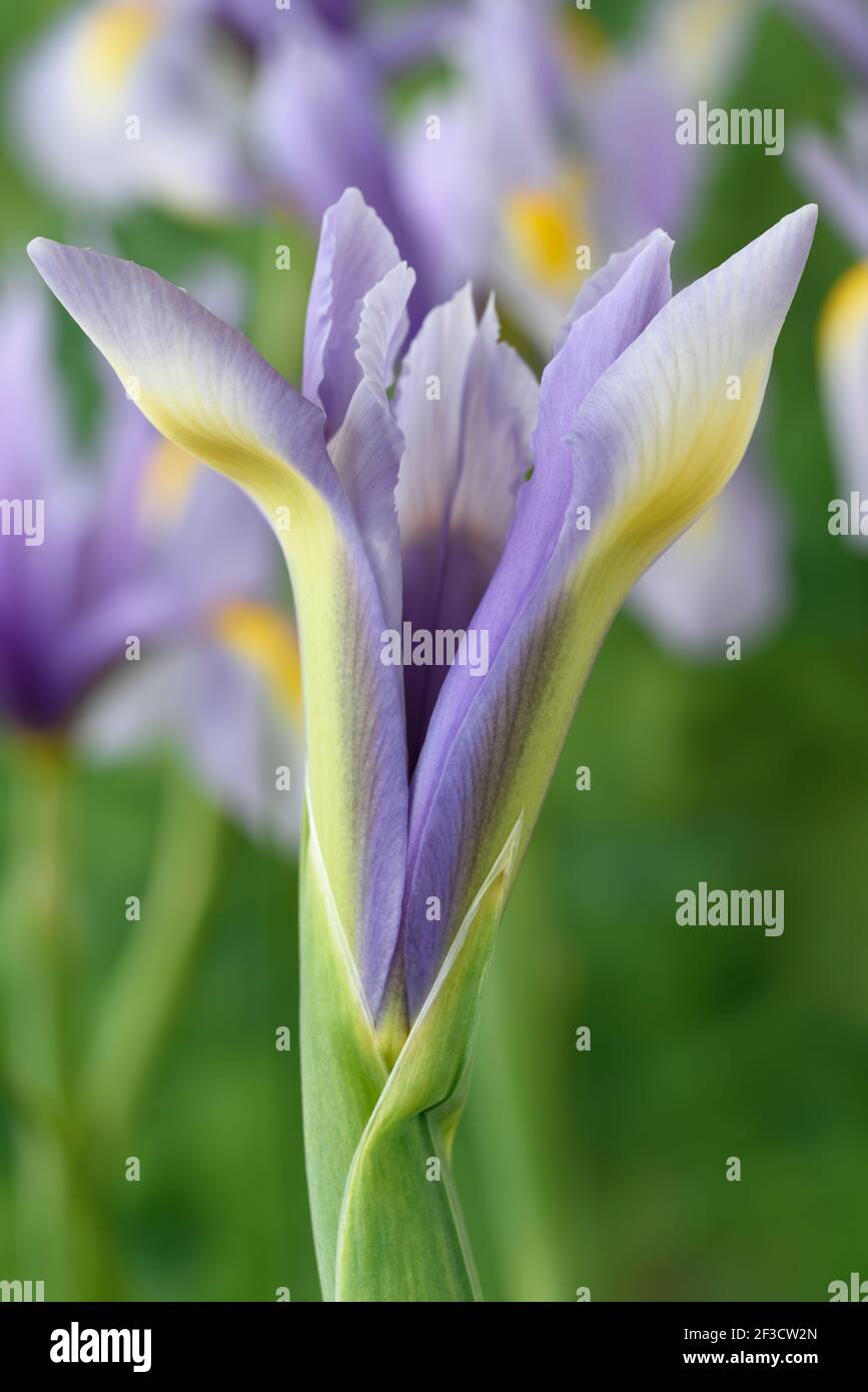 Olandese Iris Foto Stock