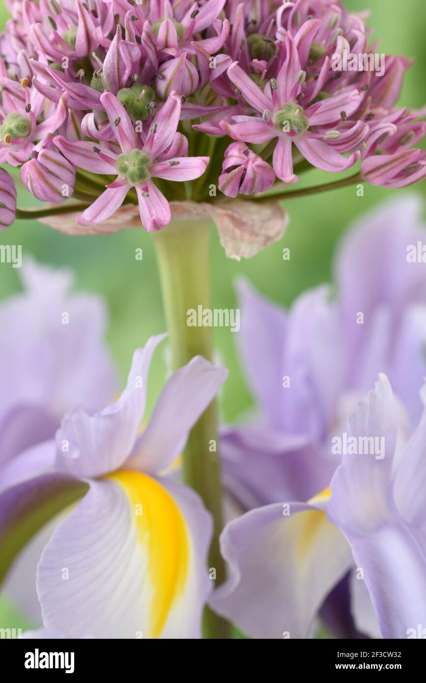 Iris olandese e allium Foto Stock