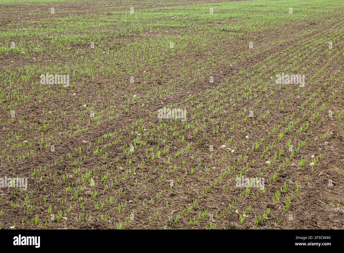 Background agricolo, piantine (piante giovani) in un campo agricolo di colture, Regno Unito Foto Stock