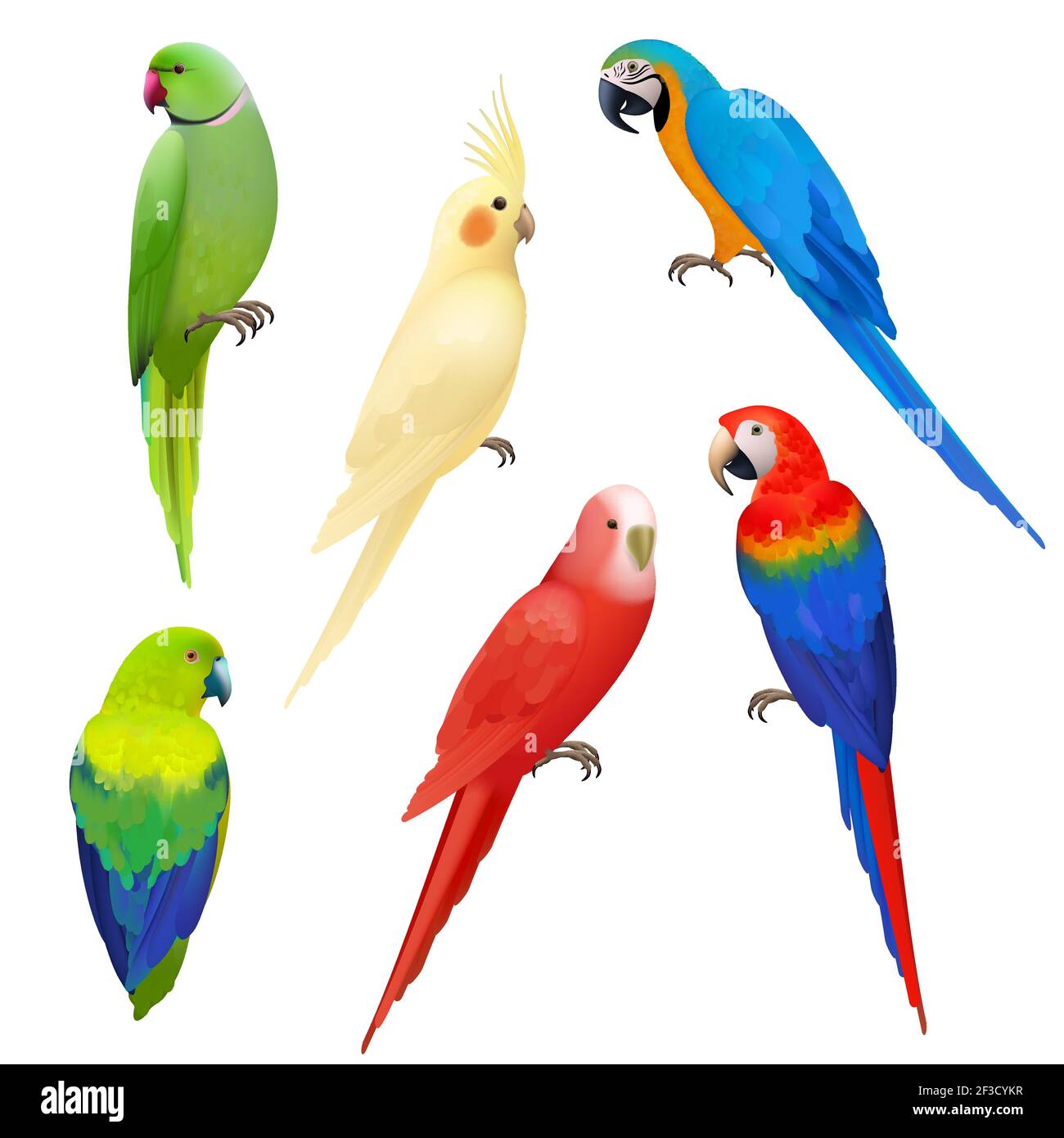 Pappagalli realistici. Fauna selvatica volo uccelli colorati esotici bella amazonia vita tropicale vettore pappagalli illustrazioni Illustrazione Vettoriale