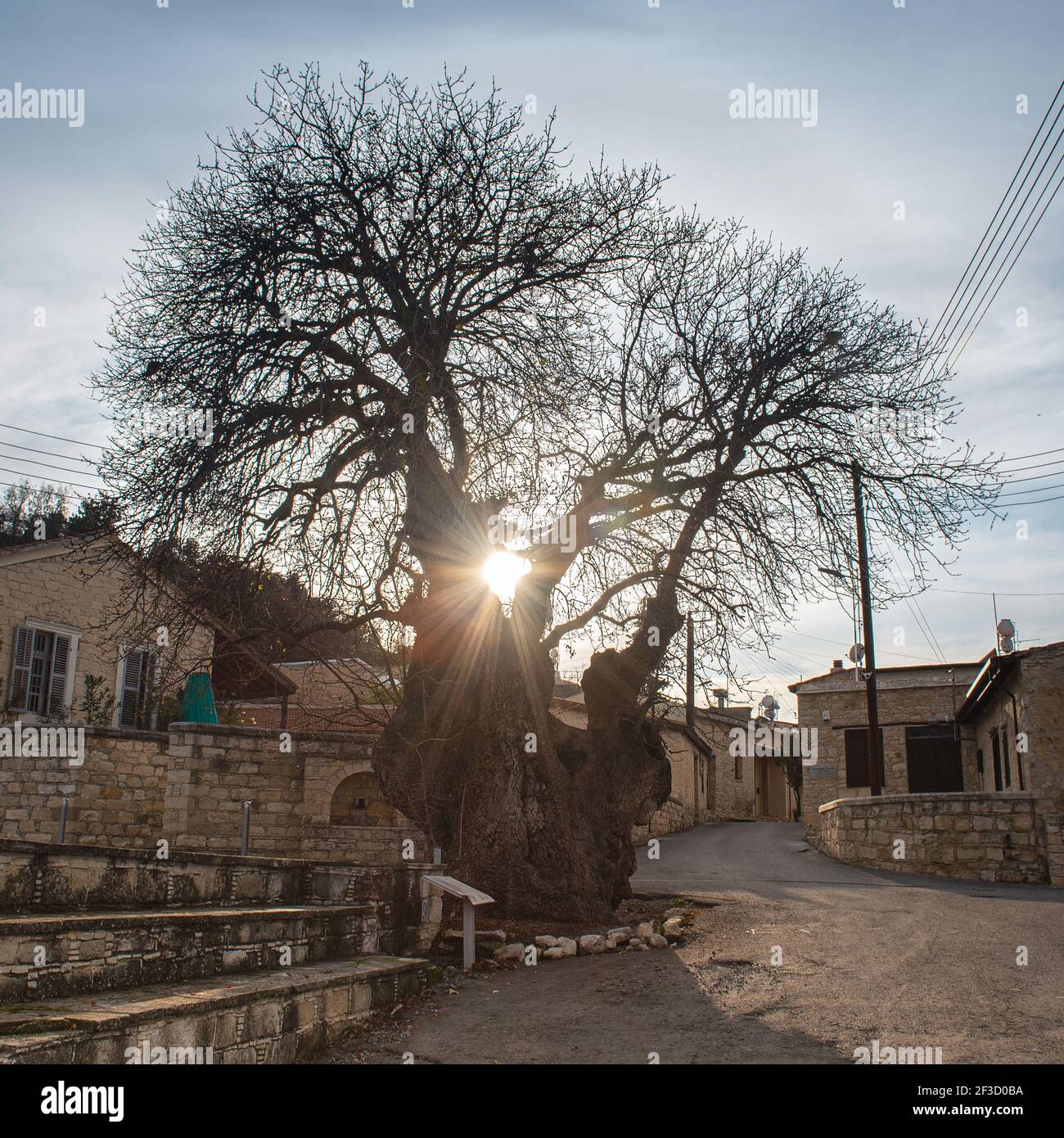 1500 anni terebinto (terpentina) albero nel mezzo del villaggio di Apesia, Cipro. Silhouette retroilluminata dell'antico albero al tramonto con il sole che splende il thro Foto Stock