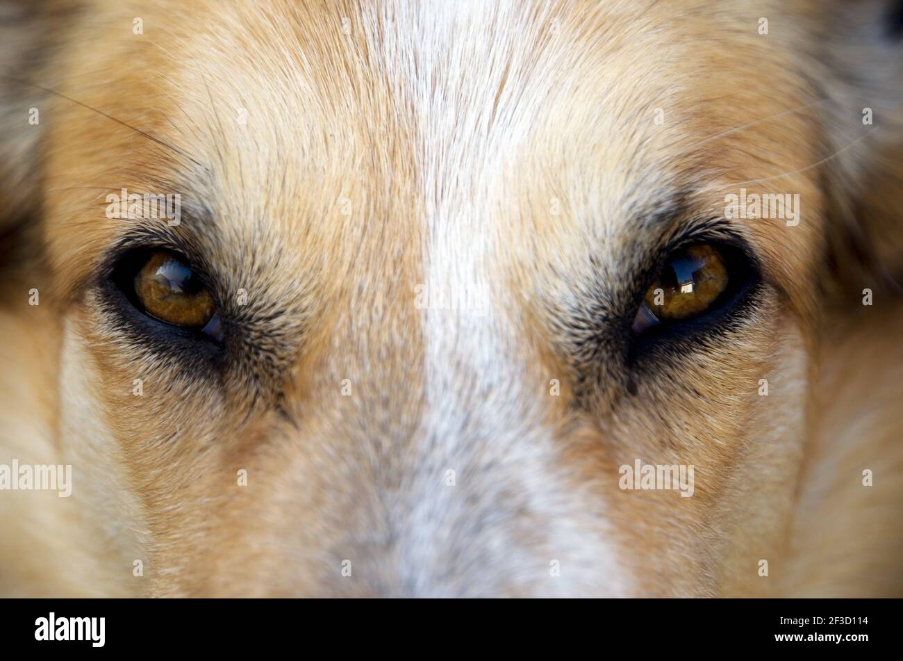 Bella Big Puppy Brown occhi primo piano orizzontale Foto Stock
