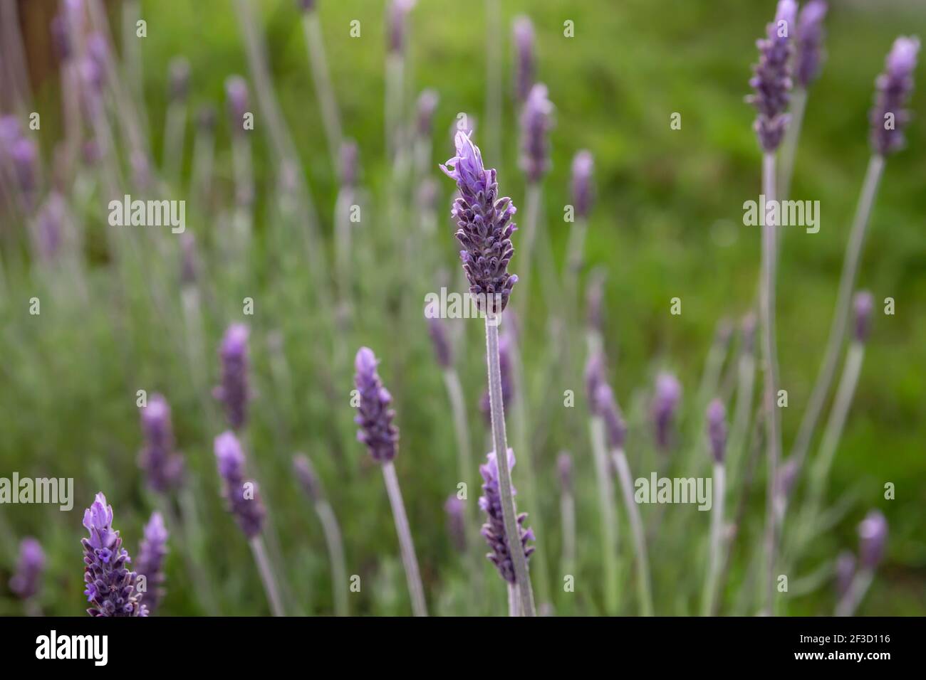 Fiori viola lavanda in fiore in primavera Foto Stock