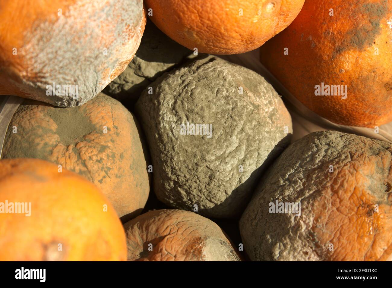 Immagine ravvicinata di alcune arance interessate dalla muffa verde Del tipo Penicillium Digitatum Foto Stock