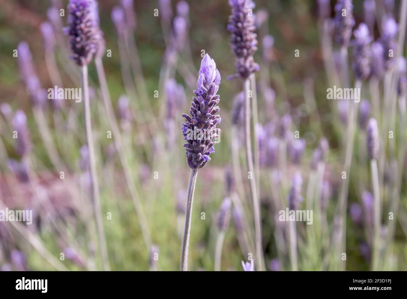 Fiori viola lavanda in fiore in primavera Foto Stock