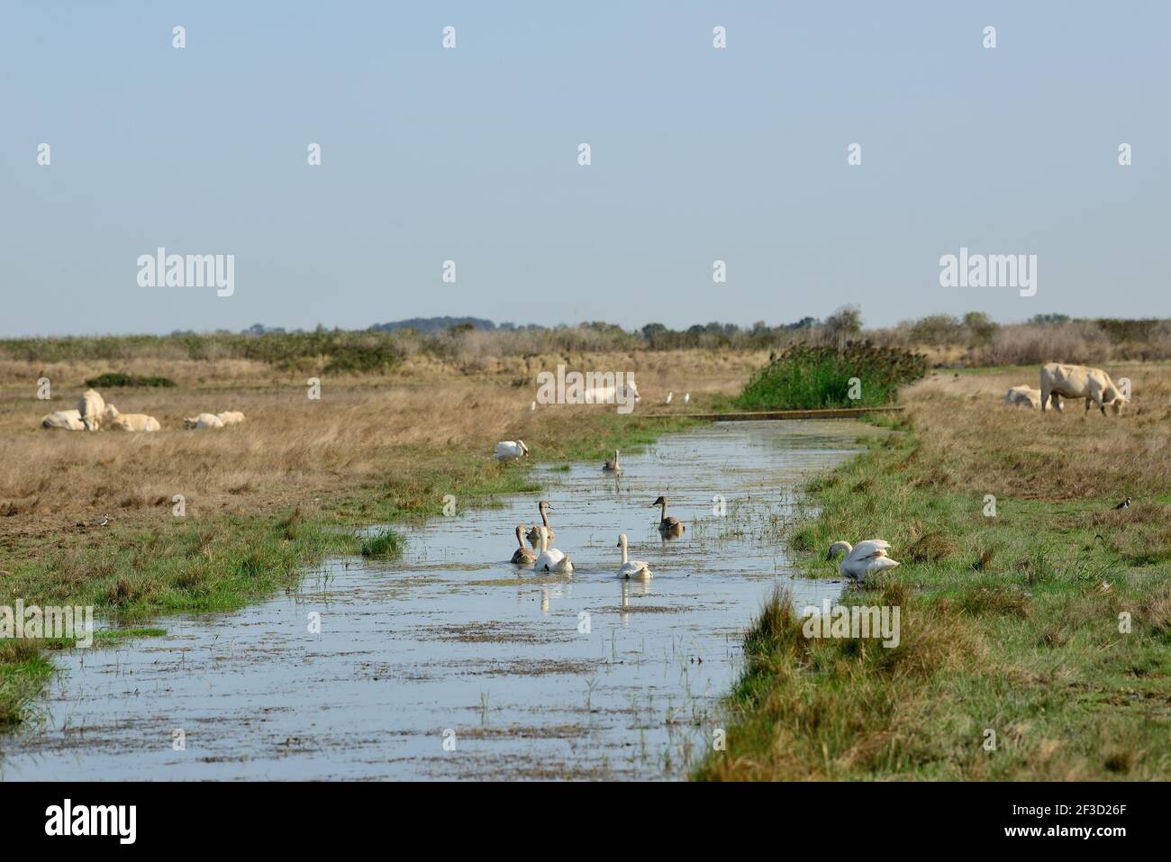 Brouage (Francia centro-occidentale): Bovini e cigni selvatici su un canale nelle paludi che circondano la cittadella Foto Stock