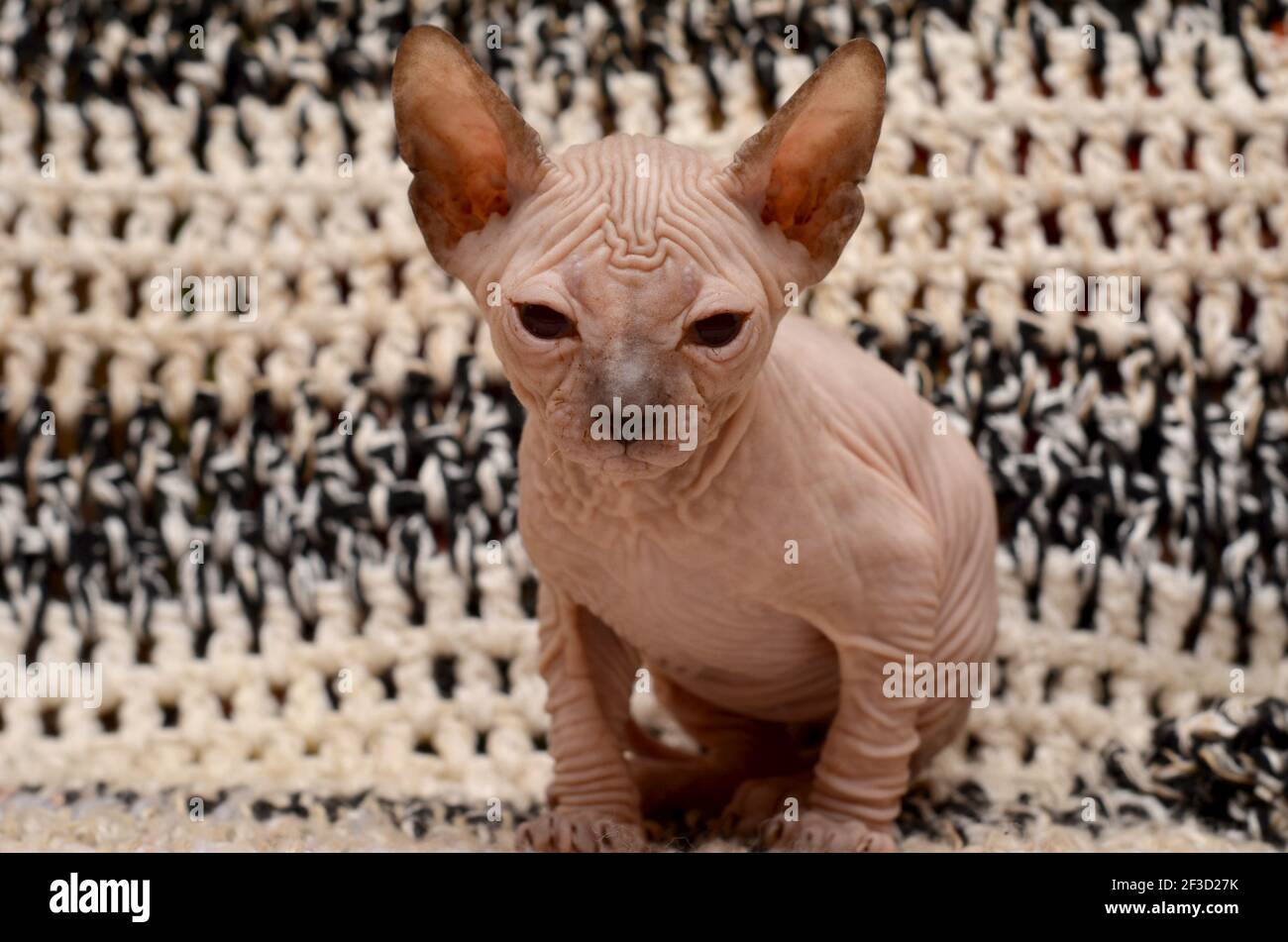 Carino piccolo gatto sfinge. Don Sphynx gattino su sfondo bianco e nero Foto Stock