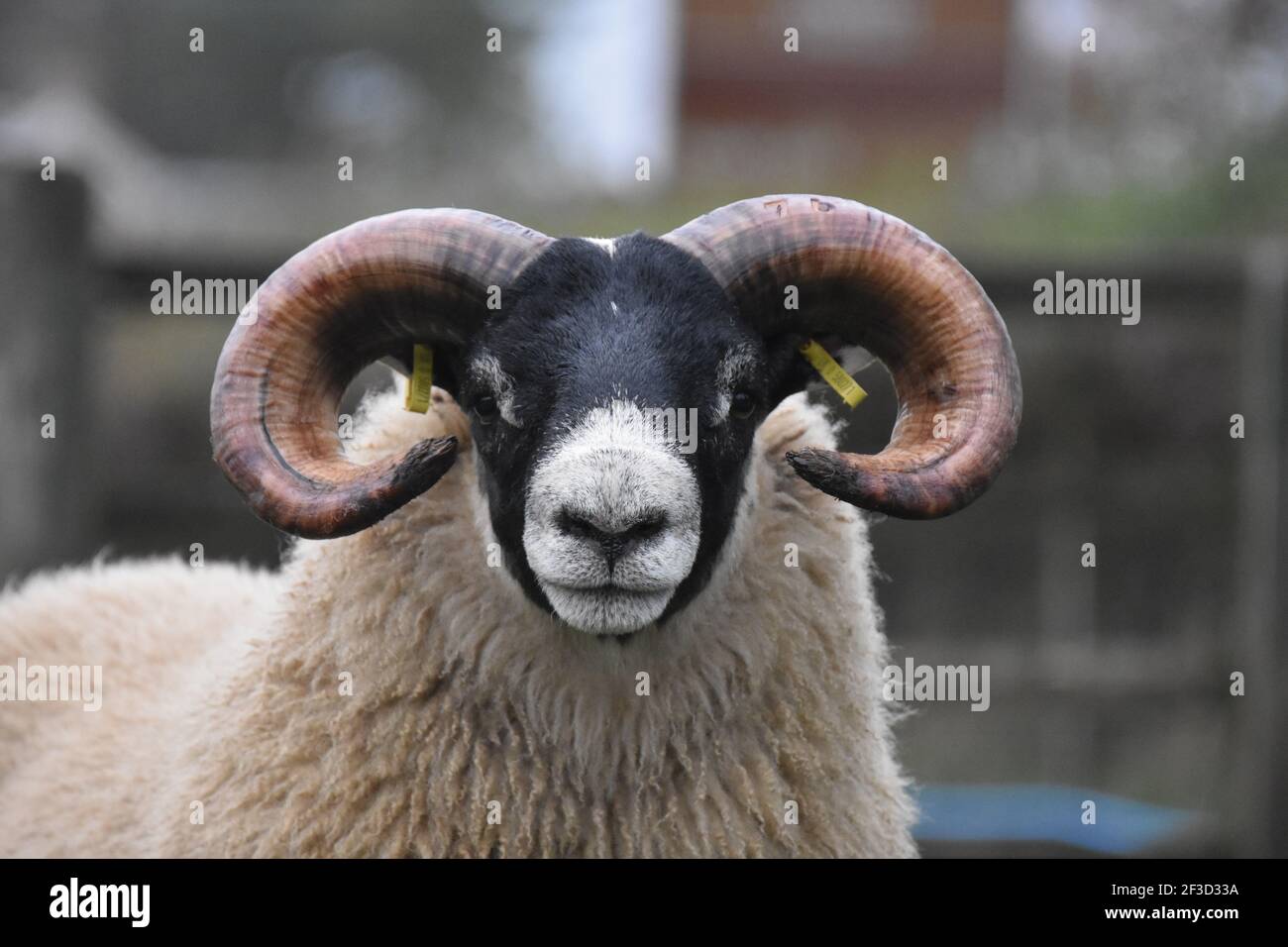 Black face Tup Agnello, mercato Lanark Foto Stock