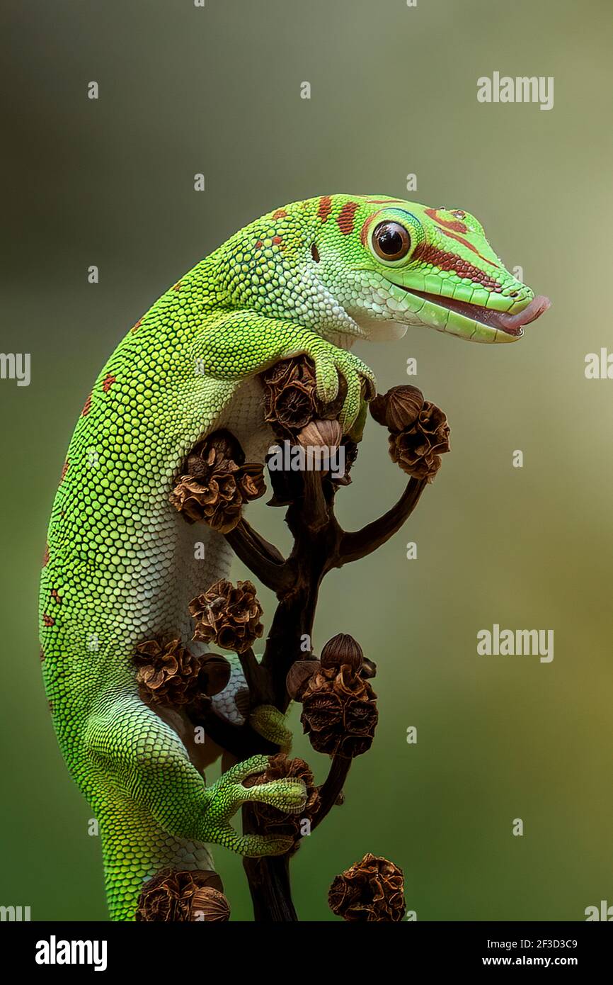 Il gecko aspettava su un ramo per un gustoso piacere di volare. BEKSAI, INDONESIA: QUESTO ADORABILE gecko sembrava indossare una corona quando un pollice di m Foto Stock