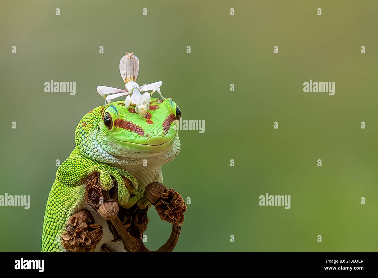 Nel giro di pochi istanti, una manite orchidea si è imbattuto e si è seduta sopra la testa del rettile. BEKSAI, INDONESIA: QUESTO ADORABILE gecko sembrava indossare un Foto Stock